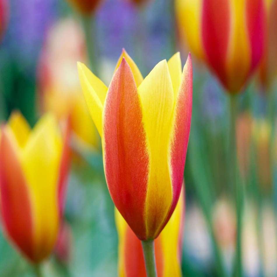 Botanisk Tulpan 'Tubergen´s Gem'